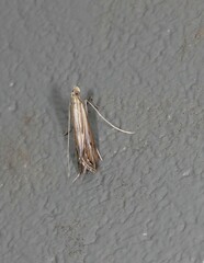 Euclasta maceratalis
