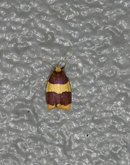 Heterallactis phlogozona