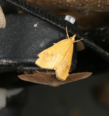 Hyalobathra brevialis