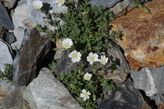 Cerastium kasbek