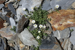 Cerastium kasbek
