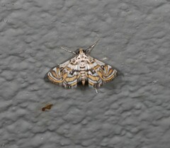 Parapoynx polydectalis