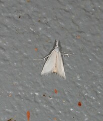 Patissa stenopteralis