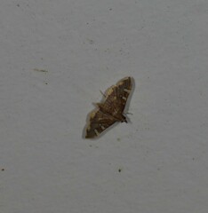 Prophantis
