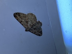 Peribatodes rhomboidaria