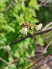 Cardiospermum corindum