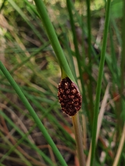 Chorizandra cymbaria