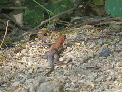 Aspidoscelis guttatus