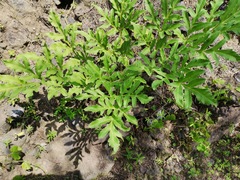 Prionosciadium
