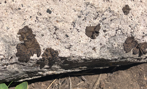 iNaturalist observation photo of Emery Rocktripe Lichen