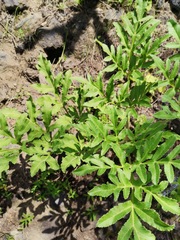 Prionosciadium