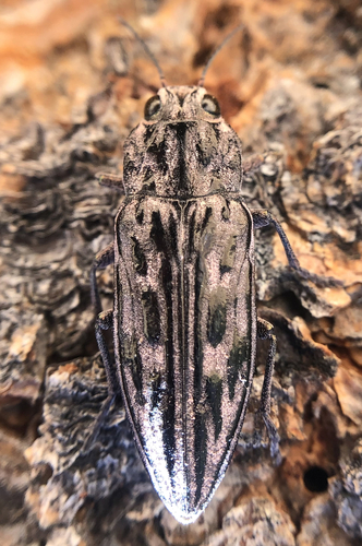 iNaturalist observation photo of Western Sculptured Pine Borer