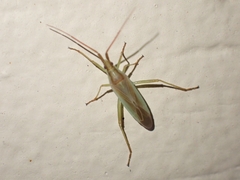 Stenodema trispinosum