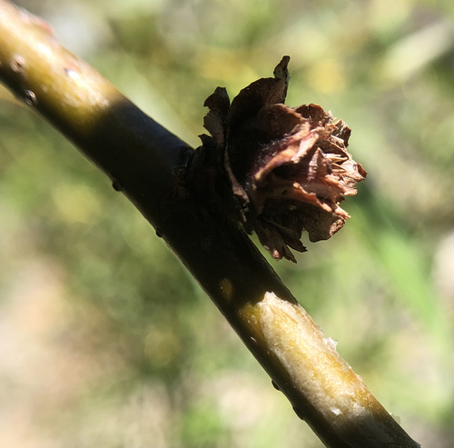 iNaturalist observation photo of Willow Rosette Gall Midge