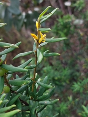 Persoonia mollis