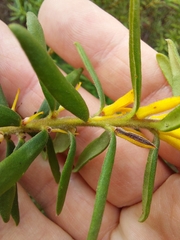 Persoonia mollis