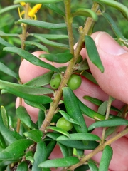 Persoonia mollis