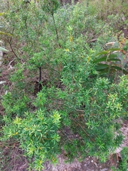 Persoonia mollis