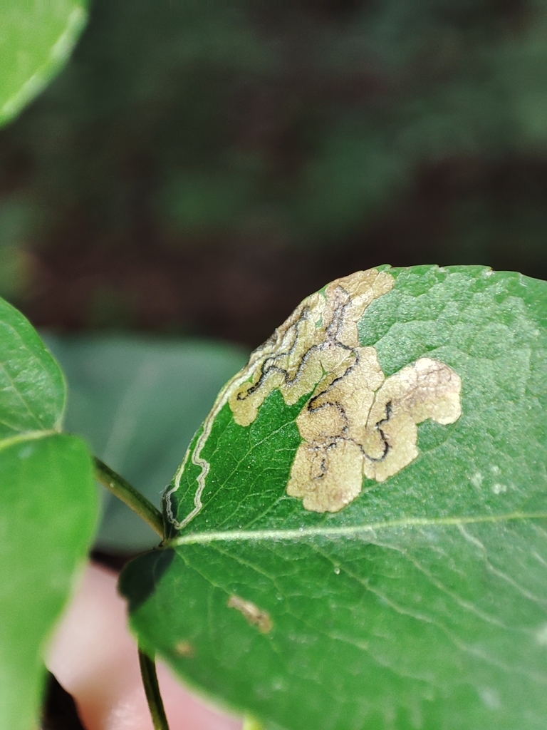 Brown-tipped Pigmy