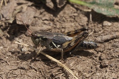 Melanoplus oregonensis