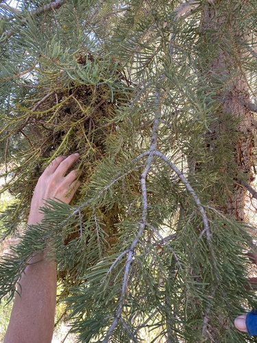 iNaturalist observation photo of fir broom rust