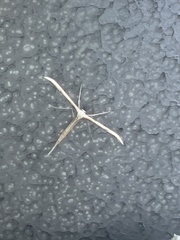 Gillmeria pallidactyla