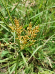 Cyperus