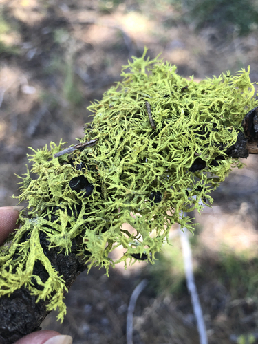 iNaturalist observation photo of Brown-eyed Wolf Lichen