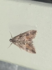 Evergestis subterminalis