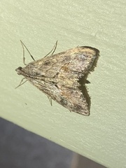 Evergestis subterminalis