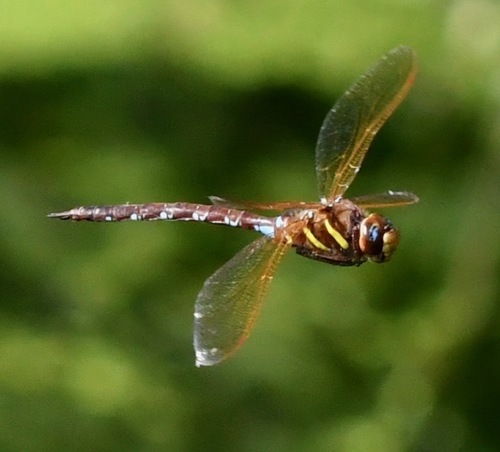 Brown Hawker