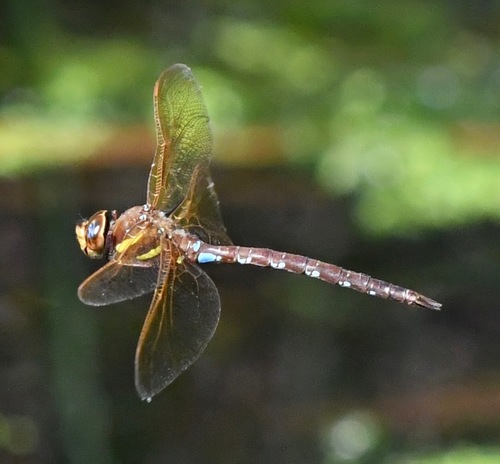 Brown Hawker