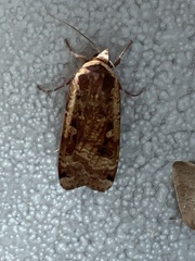 Noctua pronuba