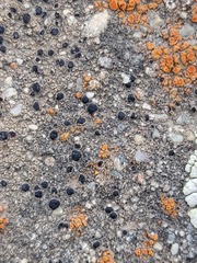 Pyrenodesmia atroalba