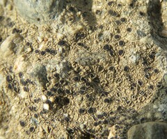 Pyrenodesmia atroalba