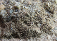 Pyrenodesmia atroalba