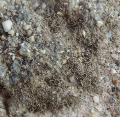 Pyrenodesmia atroalba