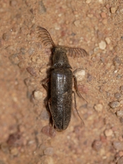 Octinodes