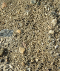 Pyrenodesmia atroalba