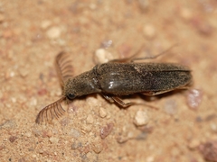 Octinodes