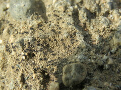 Pyrenodesmia atroalba