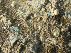 Pyrenodesmia atroalba