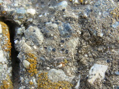 Pyrenodesmia atroalba