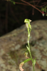 Pterostylis longifolia