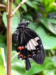 Papilio helenus