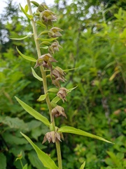 Epipactis papillosa