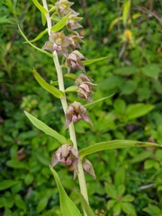 Epipactis papillosa