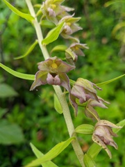 Epipactis papillosa