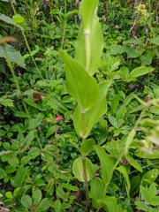 Epipactis papillosa