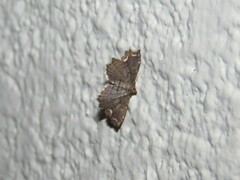 Neomusotima conspurcatalis
